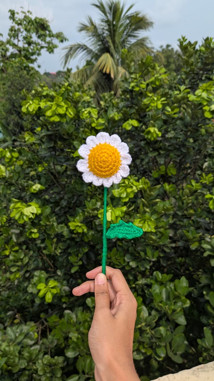 Daisy Flower