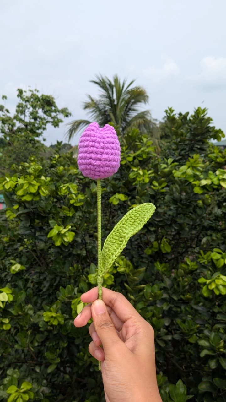 Tulip Flower